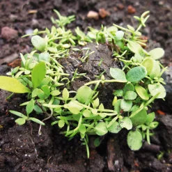 Manufactum Blumensamen Samenkugeln