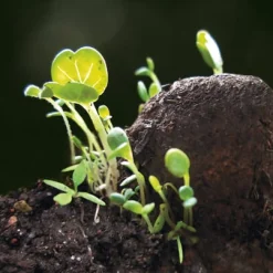 Manufactum Blumensamen Samenkugeln