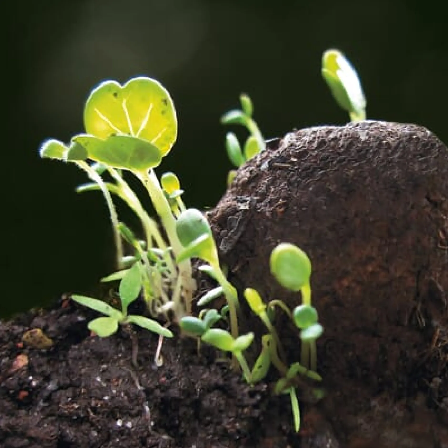 Manufactum Blumensamen Samenkugeln
