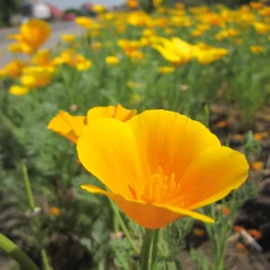 Manufactum Blumensamen Samenkugeln