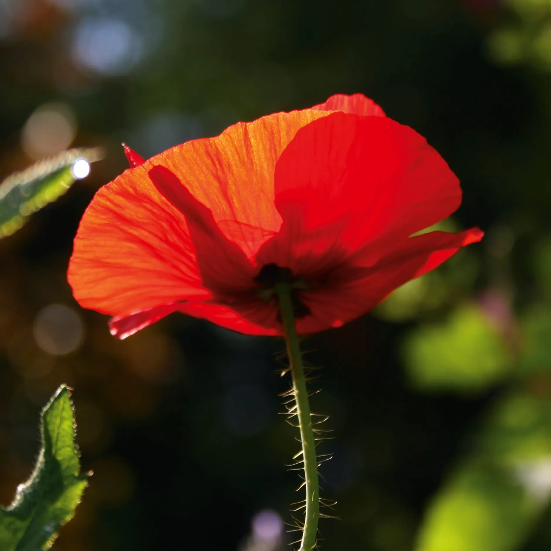 Manufactum Blumensamen Samenkugeln Best