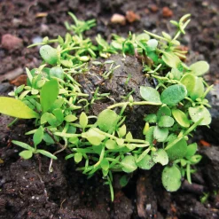 Manufactum Blumensamen Samenkugeln Hot