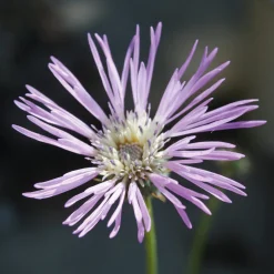 Manufactum Blumensamen Seltene einjährige Blumen Best