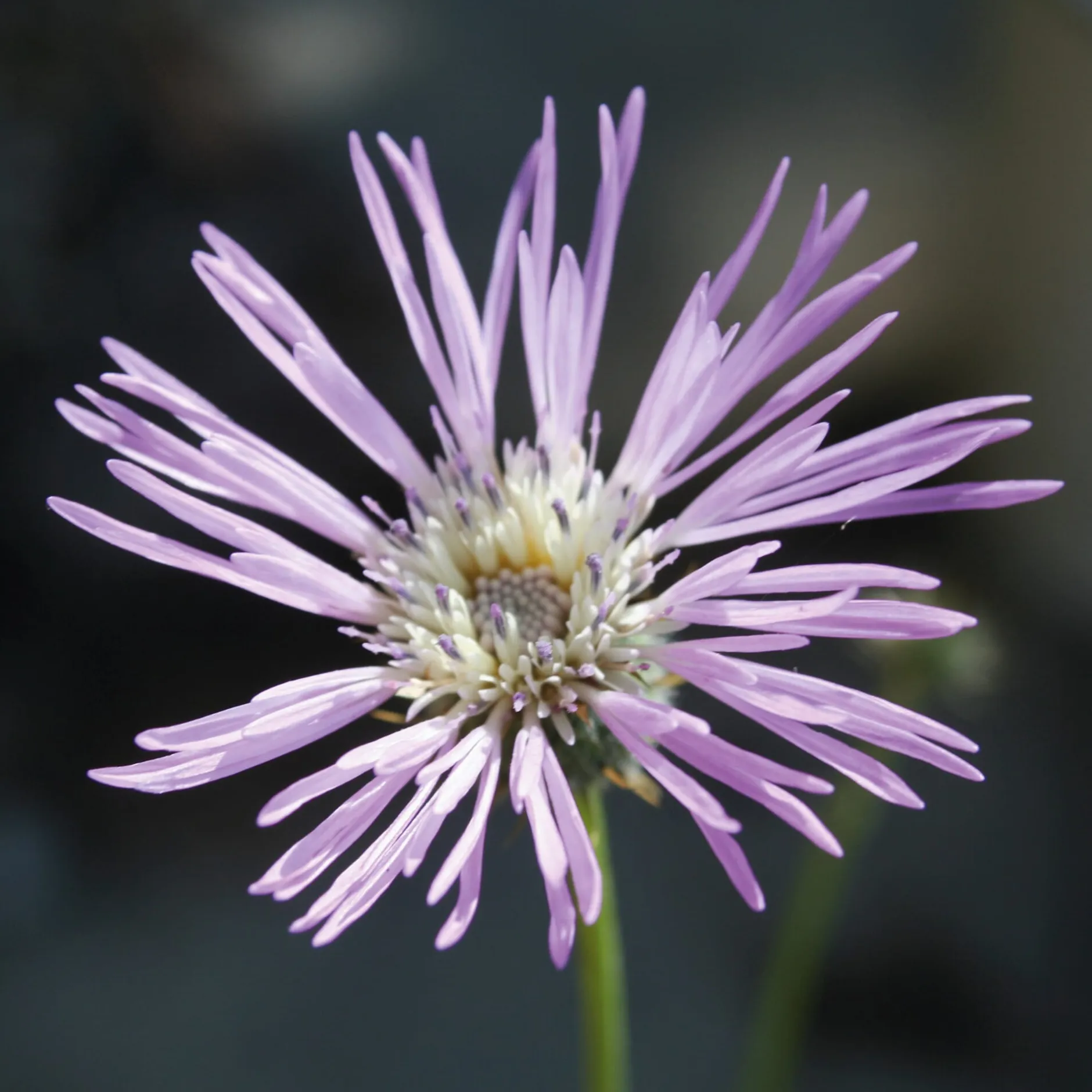 Manufactum Blumensamen Seltene einjährige Blumen Best