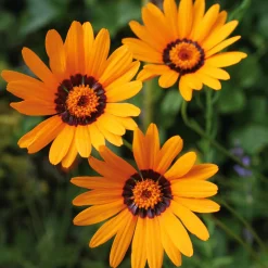 Manufactum Blumensamen Seltene einjährige Blumen Best