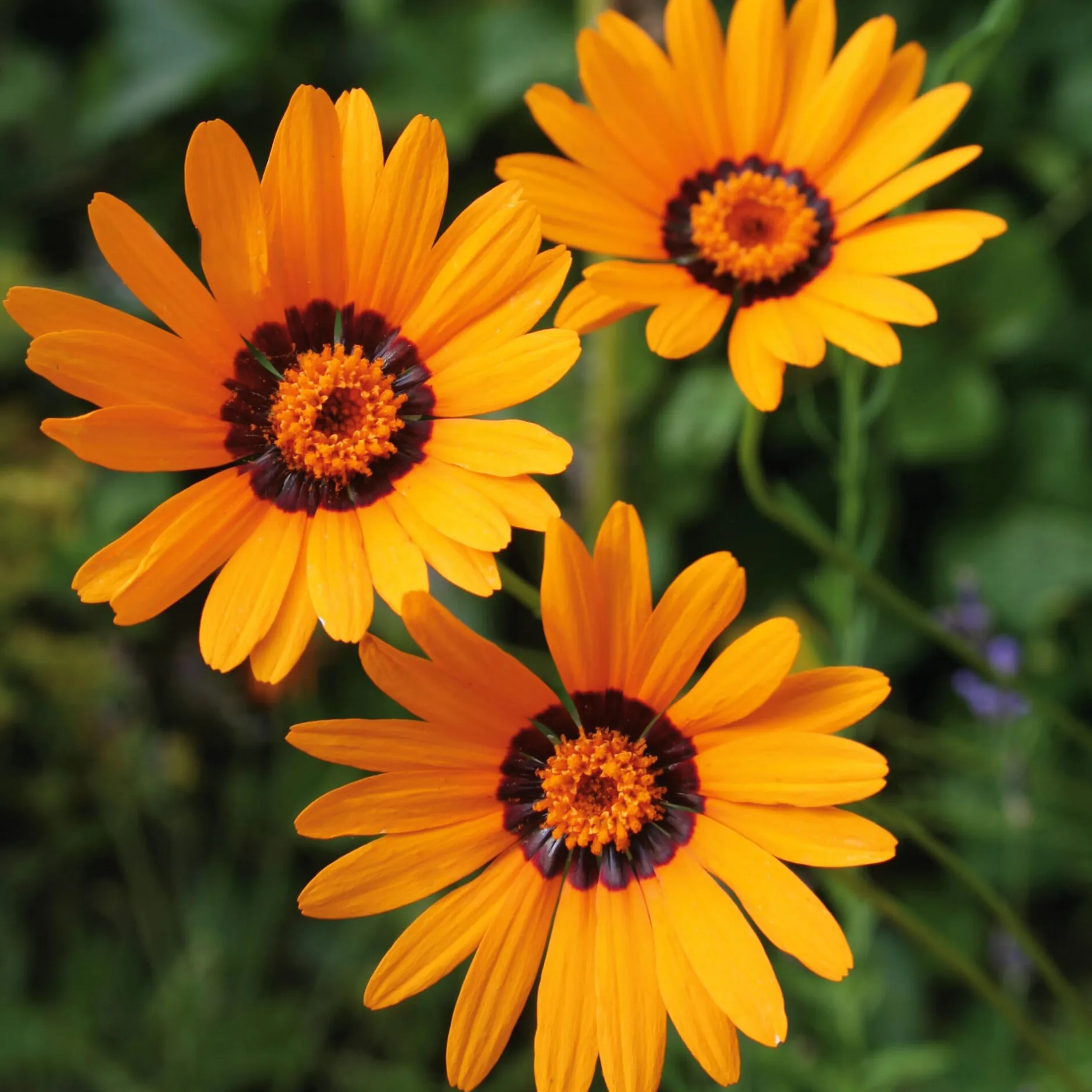 Manufactum Blumensamen Seltene einjährige Blumen Best