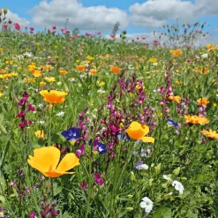Rieger-Hofmann Blumensamenmischung für Bienen und Schmetterlinge im Siedlungsbereich New