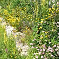 Rieger-Hofmann Blumensamenmischung für Bienen und Schmetterlinge im Siedlungsbereich New