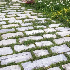 Rieger-Hofmann Blumensamenmischung für Pflasterfugen Best
