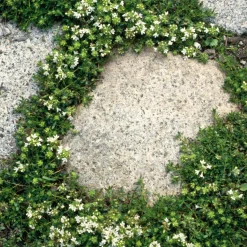 Rieger-Hofmann Blumensamenmischung für Pflasterfugen Best