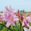 Nijssen Tuin & Bulbs Blumenzwiebeln Hakenlilie Online
