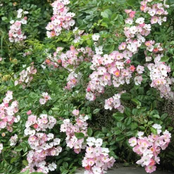 Rosenhof Schultheis Bodendeckerrose 'Rosa Sternenflor'