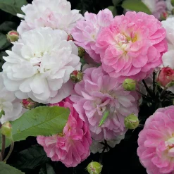 Rosenhof Schultheis Bodendeckerrose 'Souvenir de Greuville' Outlet