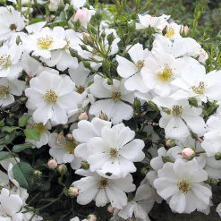 Rosenhof Schultheis Bodendeckerrose 'Sternenflor' Hot