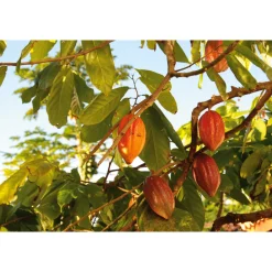 Bonnat Cacao real del Xoconuzco Discount