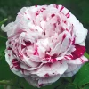 Rosenhof Schultheis Bourbonrose 'Variegata di Bologna' Online