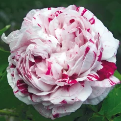 Rosenhof Schultheis Bourbonrose 'Variegata di Bologna' Online