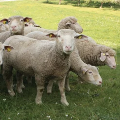 Manufactum Bratwurst vom Hohenloher Lamm Best