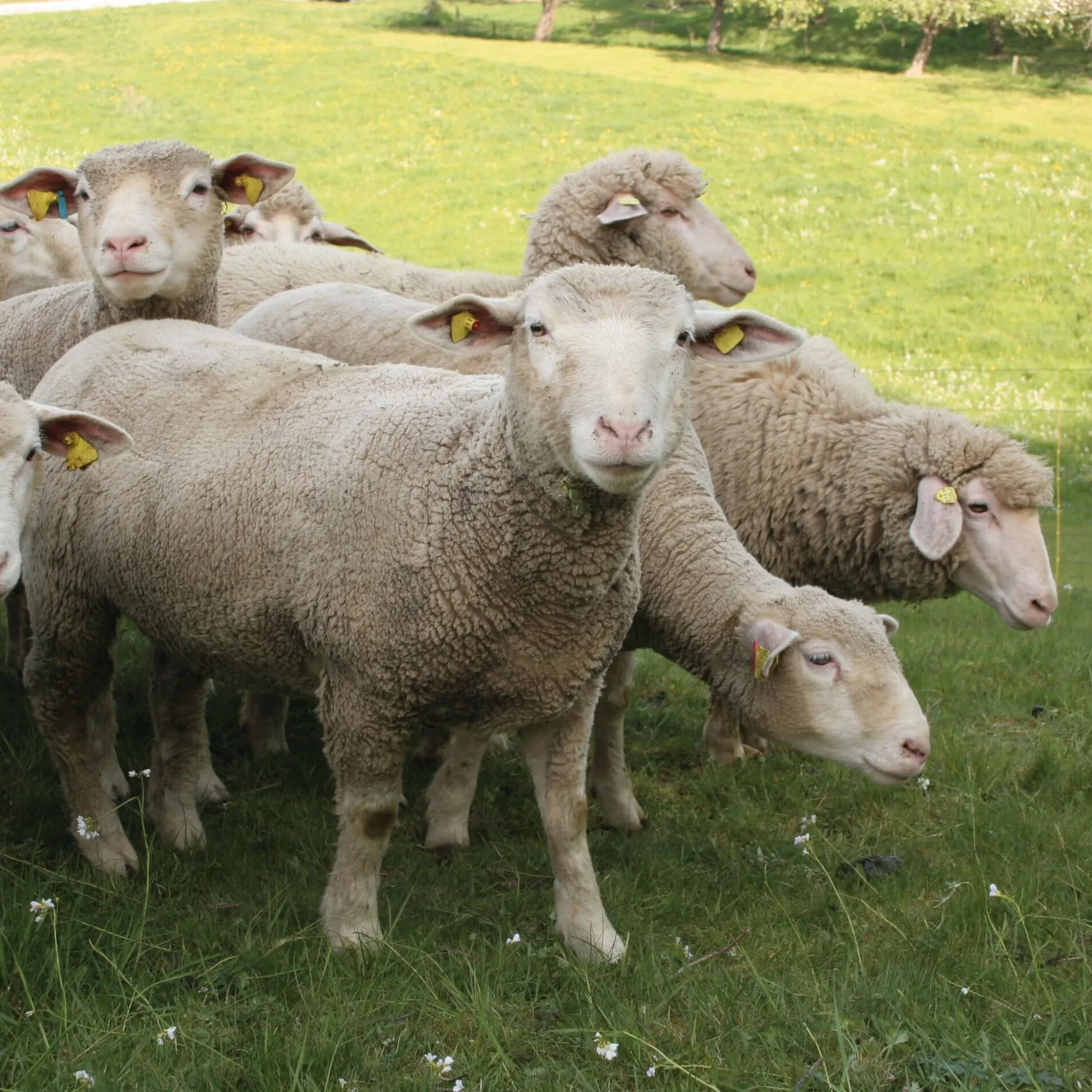 Manufactum Bratwurst vom Hohenloher Lamm Best