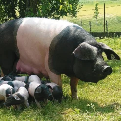 Manufactum Bratwurst vom Schwäbisch-Hällischen Eichelweideschwein Online