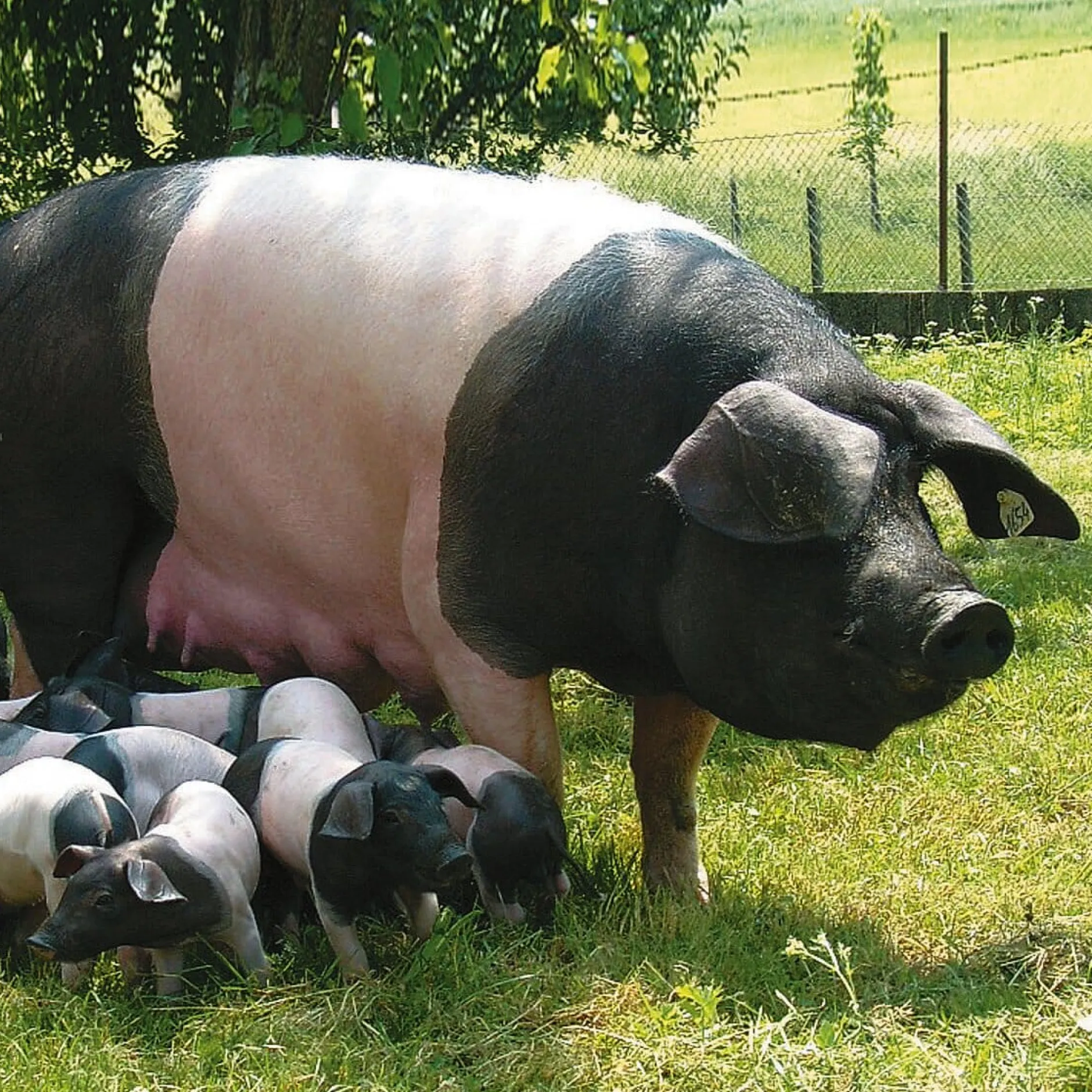 Manufactum Bratwurst vom Schwäbisch-Hällischen Eichelweideschwein Online