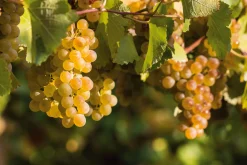 Veuve Fourny ＆ Fils Champagner Blanc de Blancs Best