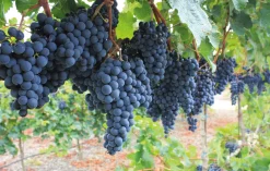 Parigot ＆ Richard Crémant de Bourgogne Rosé, Parigot & Richard Best