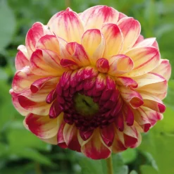 Manufactum Dahlie 'Kaiser Wilhelm' Online