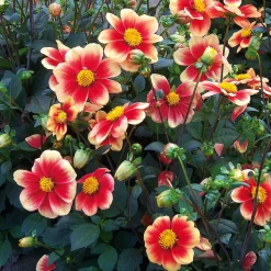 Dahlien-Schwieters Dahlie 'Schloss Reinbek' Clearance