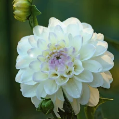 Dahlien-Schwieters Dahlie 'Wittem' Online