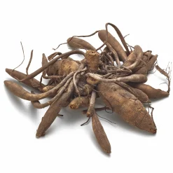 Dahlien-Schwieters Dahlie 'Wittem' Online