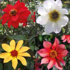 Dahlien-Schwieters Dahlienmischung Bienenweide Beet Sale