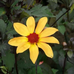 Dahlien-Schwieters Dahlienmischung Bienenweide Beet Sale