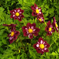 Dahlien-Schwieters Dahlienmischung Bienenweide Hot