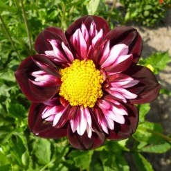 Dahlien-Schwieters Dahlienmischung Bienenweide Hot