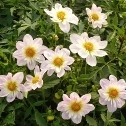 Dahlien-Schwieters Dahlienmischung Bienenweide Hot