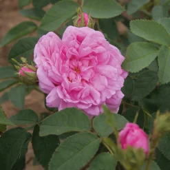 Rosenhof Schultheis Damaszenerrose 'Miranda' Clearance