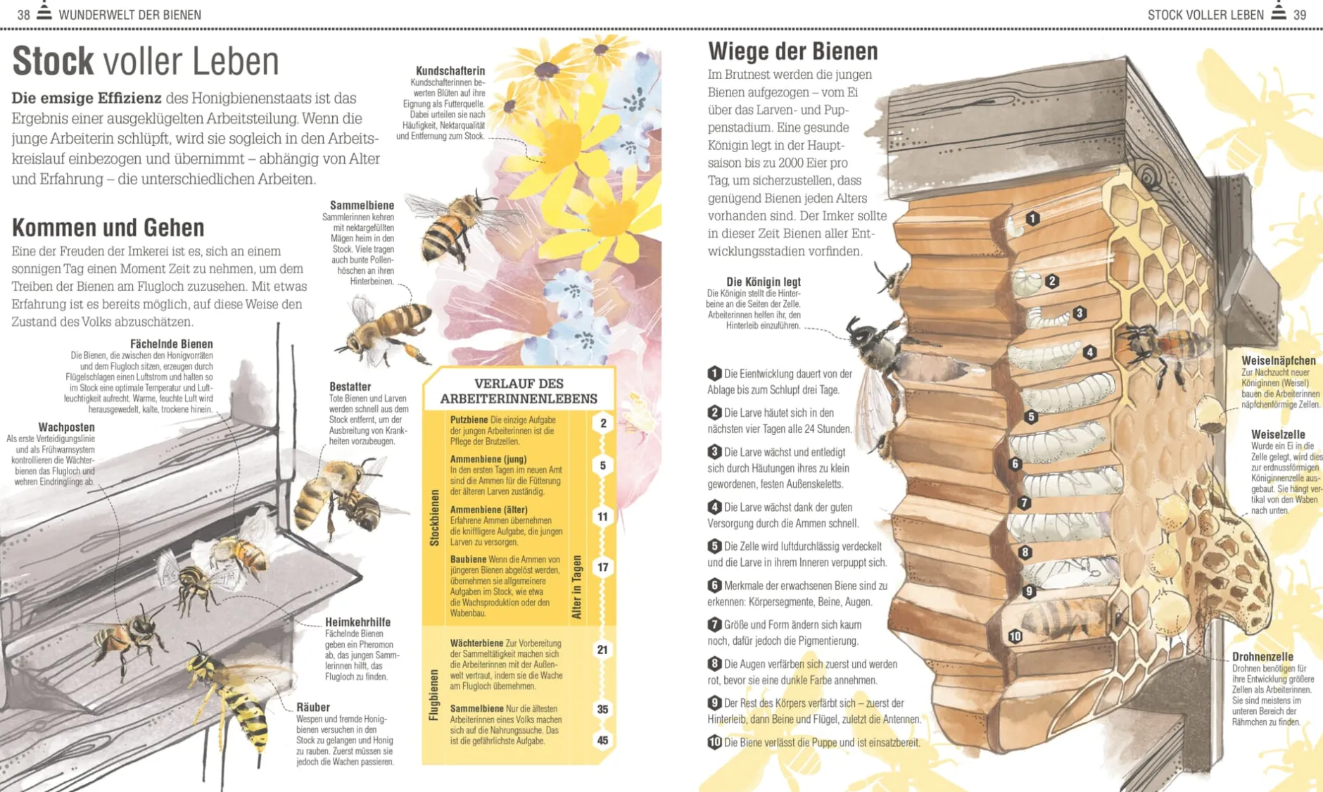 Dorling Kindersley Verlag Das Bienen Buch Hot