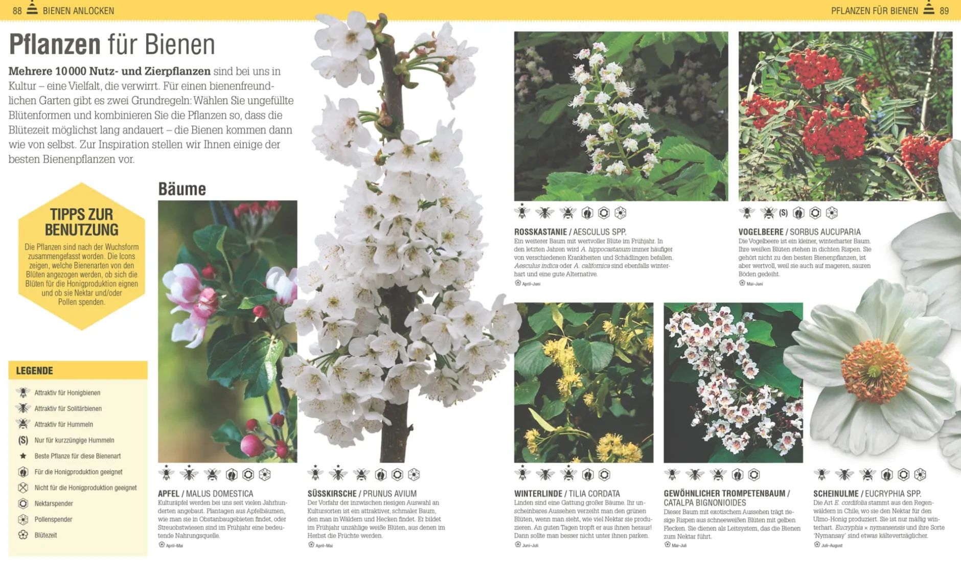 Dorling Kindersley Verlag Das Bienen Buch Hot