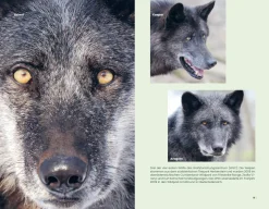 Christian Brandstätter Verlag Der Wolf und wir Outlet