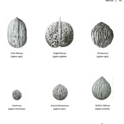 AT Verlag Die Walnuss Outlet