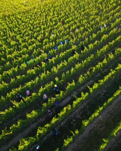 Weingut Winter Dittelsheim Chardonnay Discount