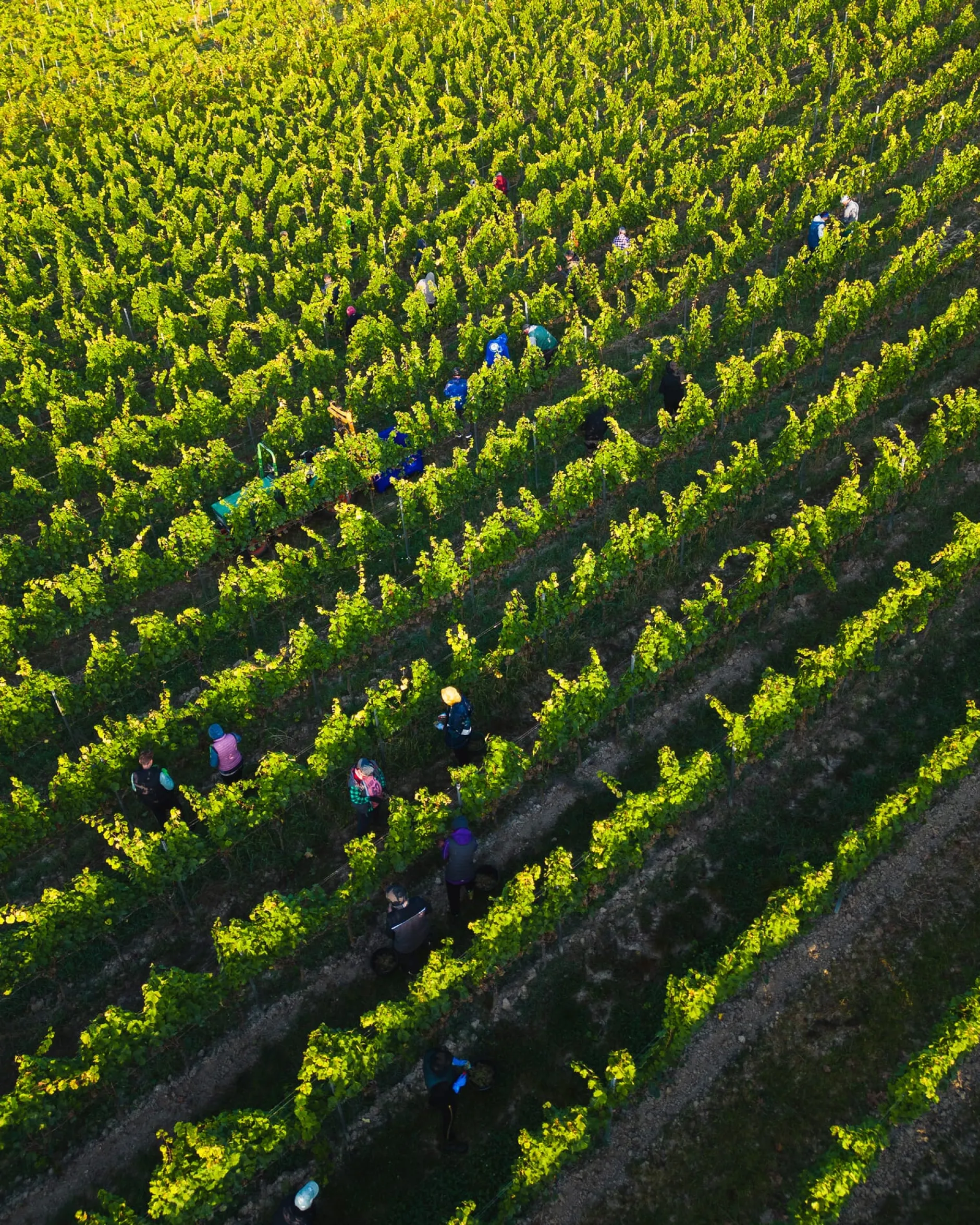 Weingut Winter Dittelsheim Chardonnay Discount