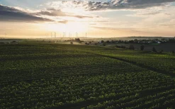 Weingut Winter Dittelsheim Chardonnay Discount