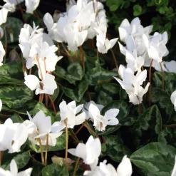 Nijssen Tuin & Bulbs Efeublättriges Herbst-Alpenveilchen Album Discount