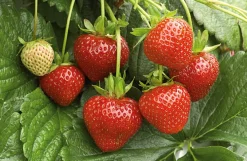 Karl Telfser Erdbeer-Fruchtaufstrich aus Südtirol Best