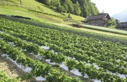Karl Telfser Erdbeer-Fruchtaufstrich aus Südtirol Best