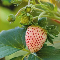 Erdbeerpaket Balkon-Erdbeeren Best