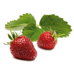 Erdbeer-Probierpaket No. 2 Hot