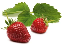 Martin Müller Baumschulen Erdbeer-Probierpaket No. 1 Clearance